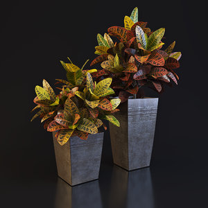 3d model croton plant
