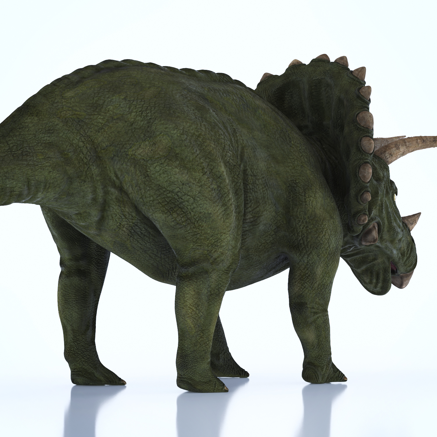 maximum triceratops