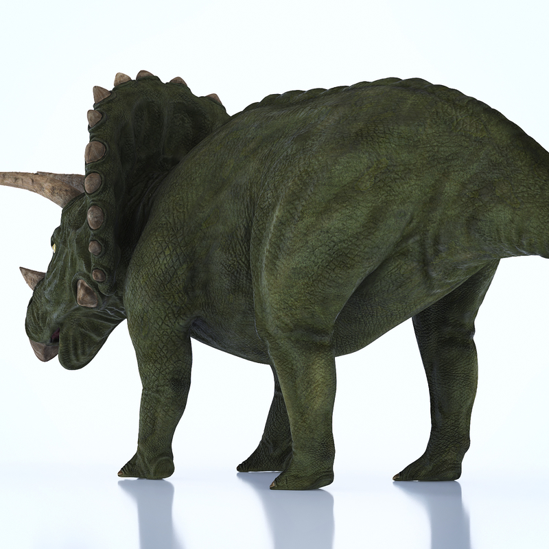 maximum triceratops