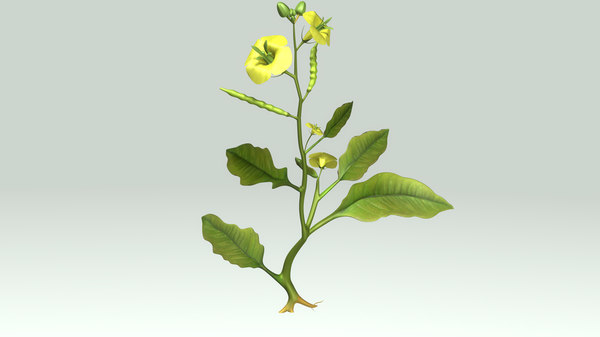 angiospermic plant