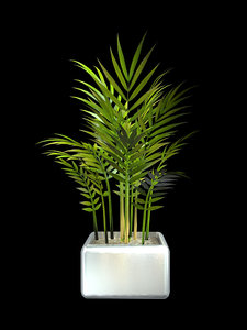 3d Areca Models Turbosquid