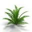 fern bush 3d model