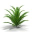 fern bush 3d model