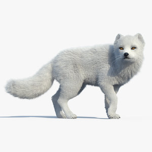 arctic fox fur rigged 3d max