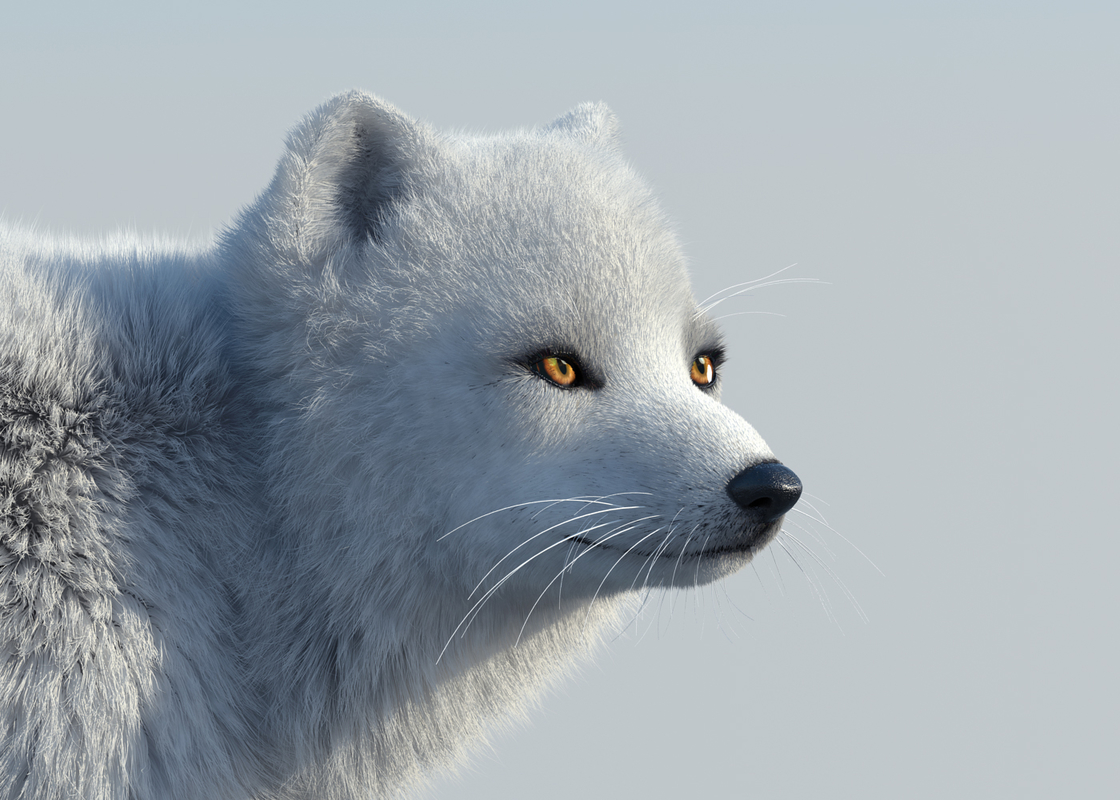 arctic fox fur rigged 3d max