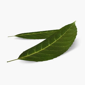 tree leaf 3d model