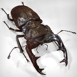 3d stag beetle model