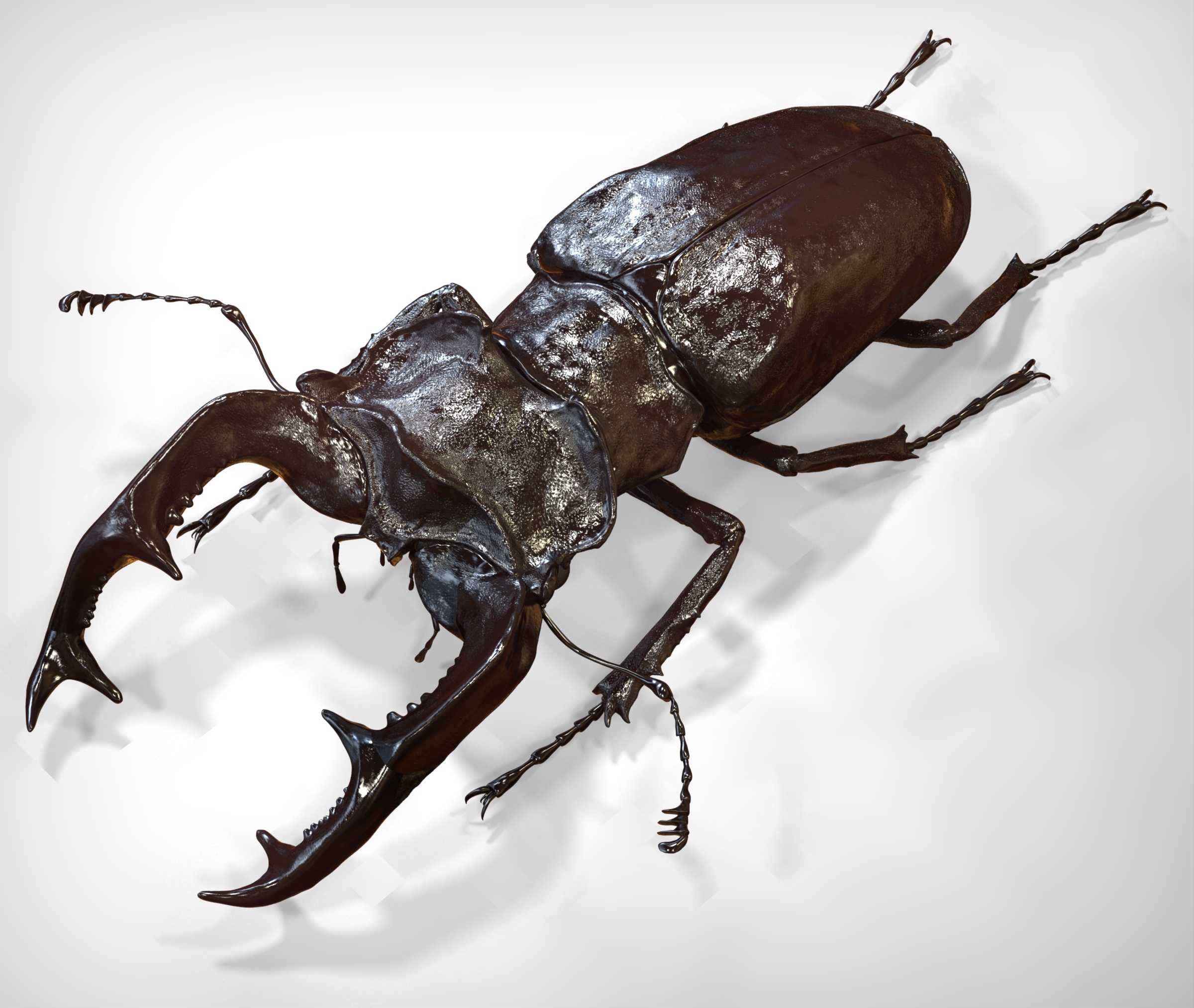 3d stag beetle model