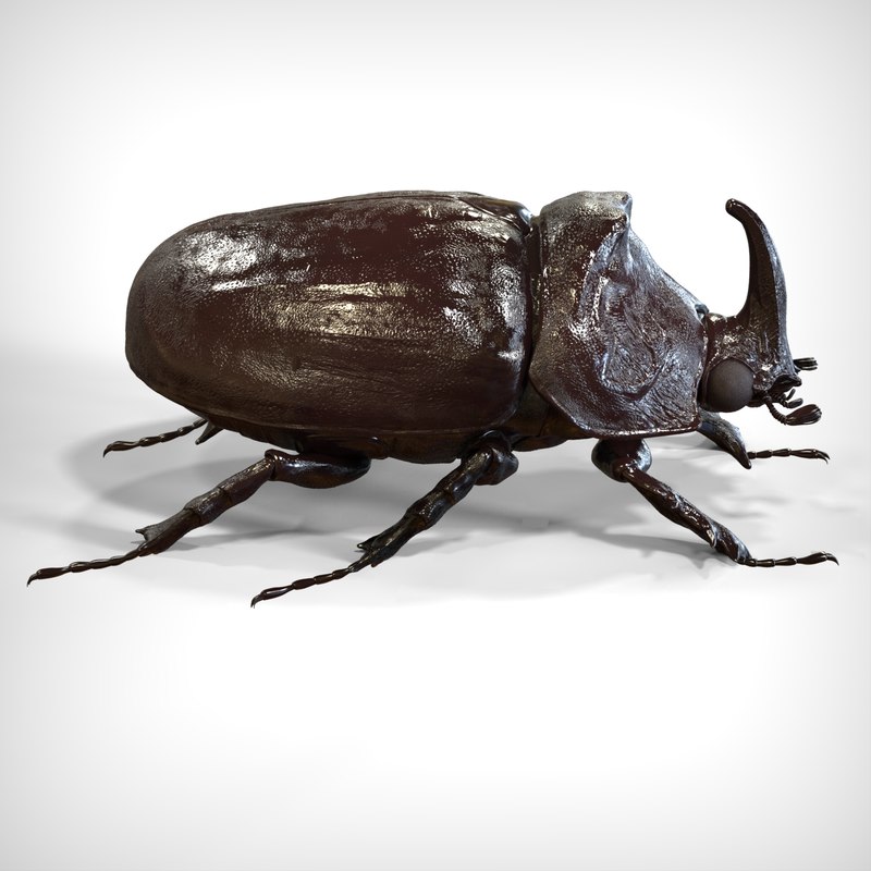 rhinoceros beetle 3d model