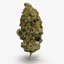 cannabis bud 3d max