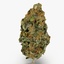 cannabis bud 3d max