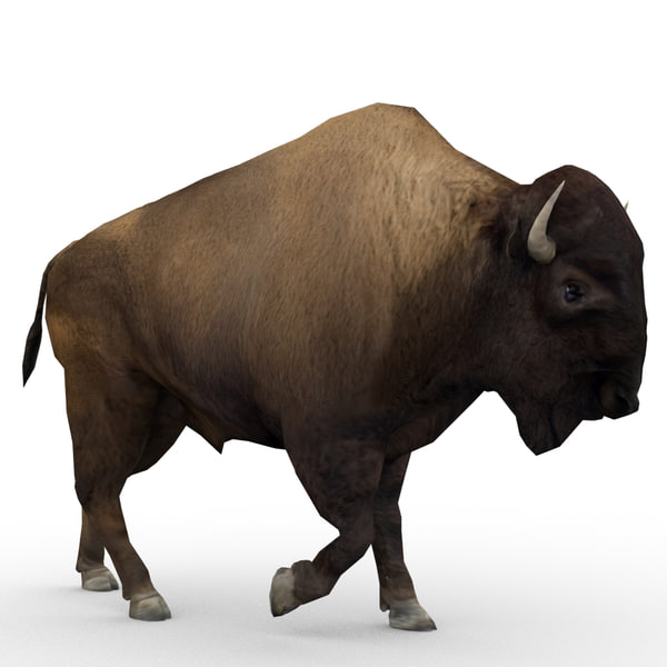 american buffalo 3d max