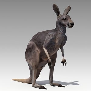 3d kangaroo animations model