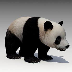 3d model giant panda animations