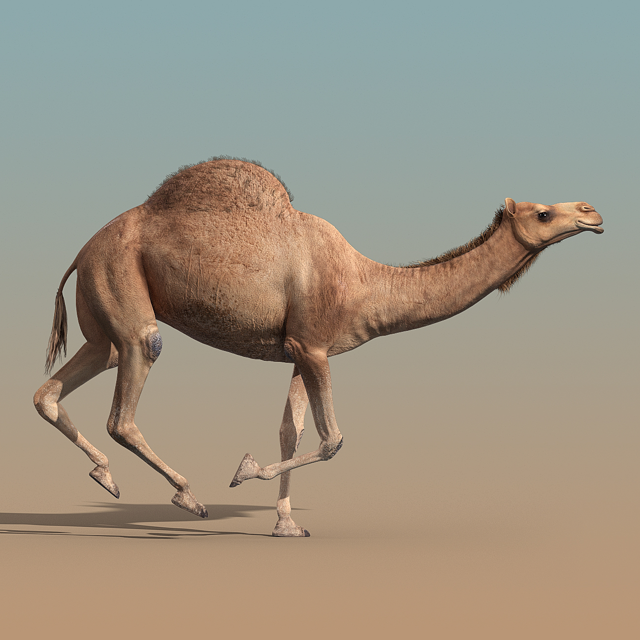 camel animation 3d max