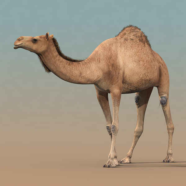 camel animation 3d max