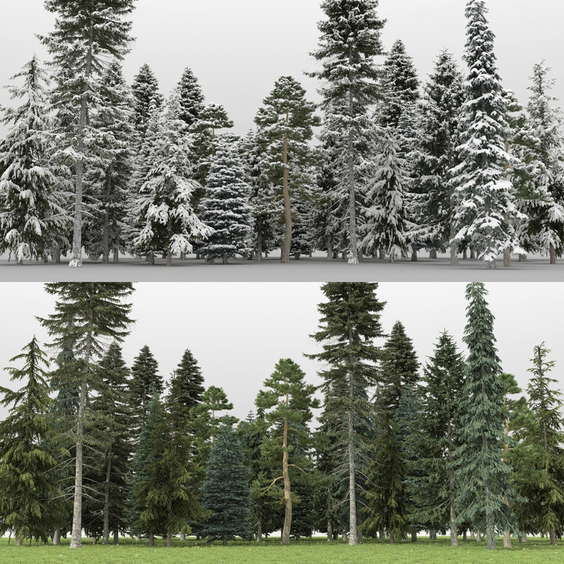 pine trees 60 3d model