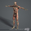 rigged complete male anatomy 3d c4d