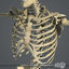 rigged complete male anatomy 3d c4d
