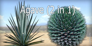 Agave Plant 2-in-1 - High-Resolution Textures with Alpha Channel