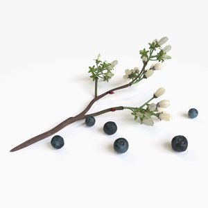 max blueberries flowering branch