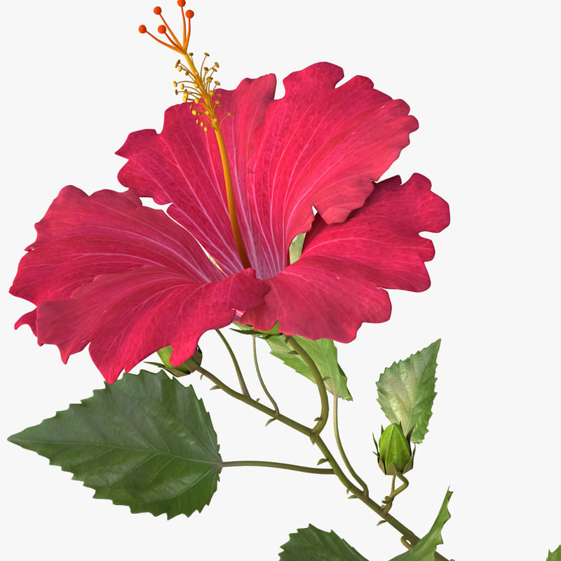  hibiscus  red 3d  model