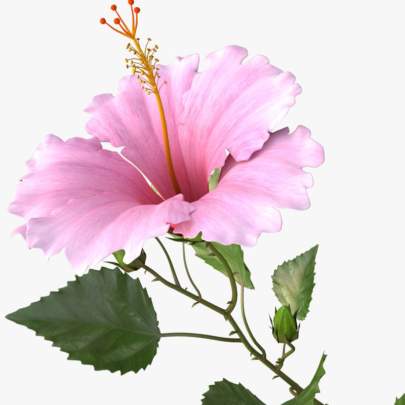  3d  model hibiscus  pink