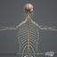 rigged male female anatomy c4d