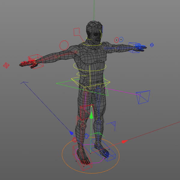 rigged male female anatomy c4d
