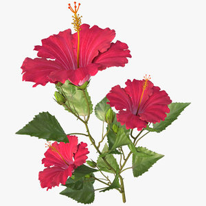 3d model hibiscus red branch
