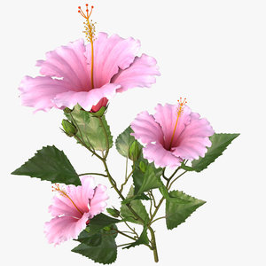 3d model hibiscus pink