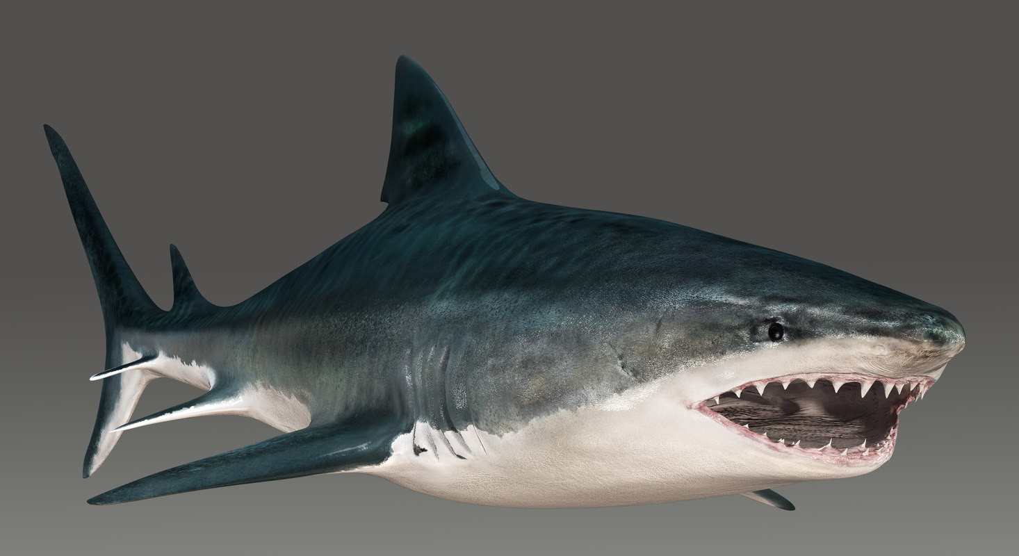 tiger shark 3d model