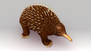 3d model australian spiny anteater