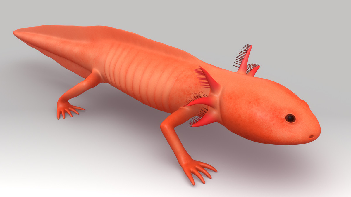 3d axolotl larva model