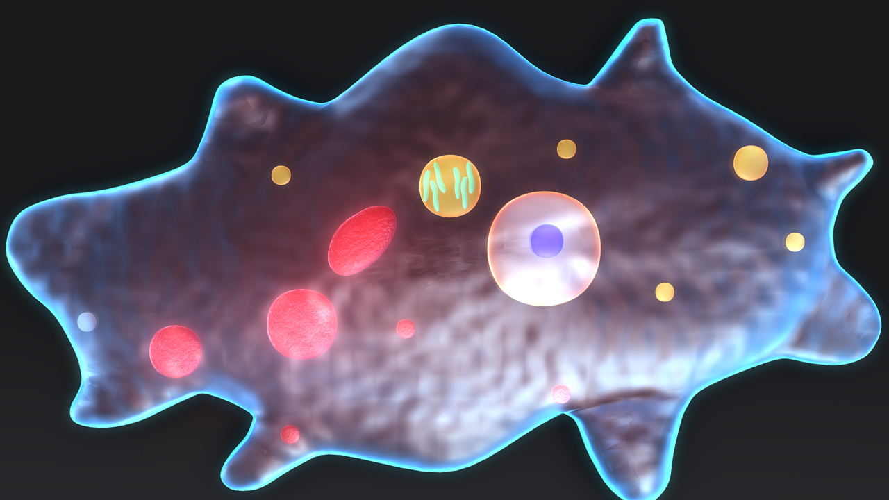 3d amoeba protists organism