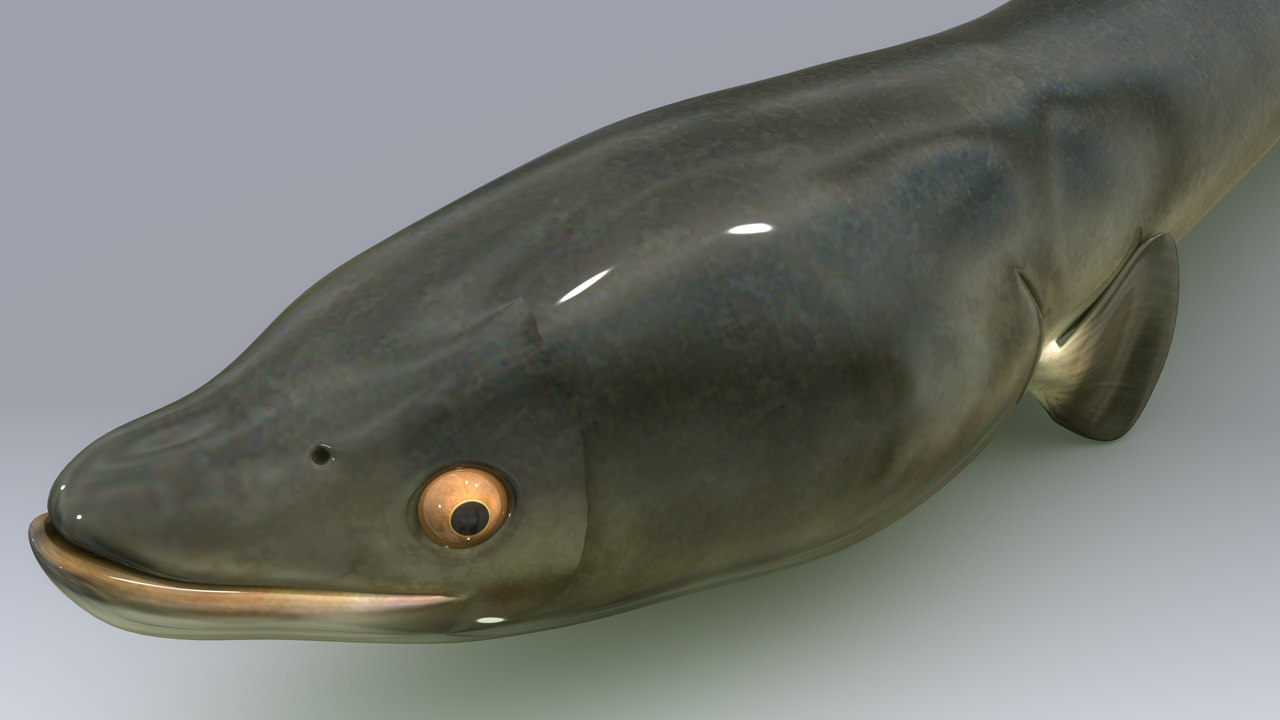 3d Anguilla Fish N