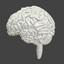 accurate human brain obj