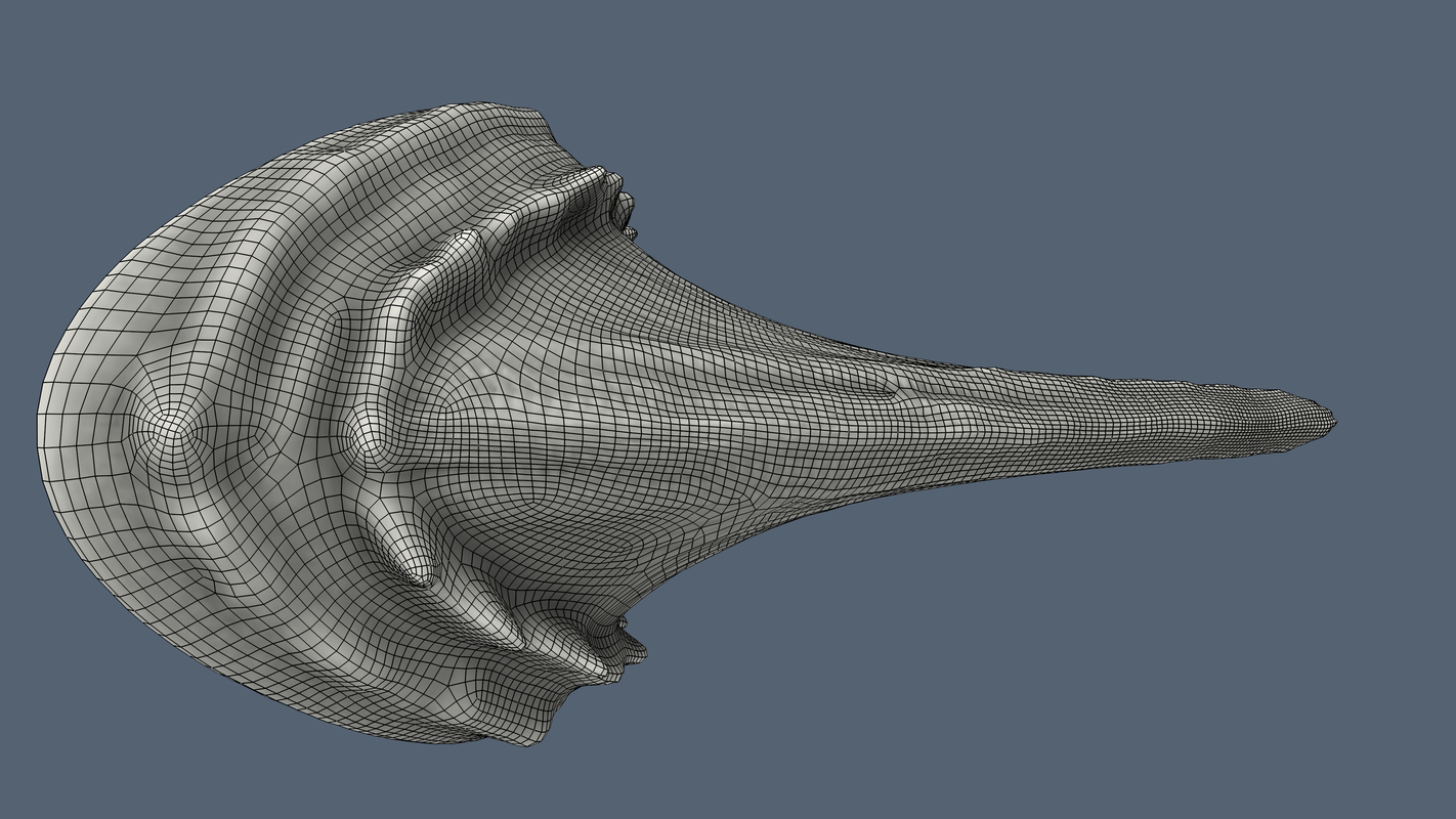 3d Model Shark Tooth 3d model shark tooth