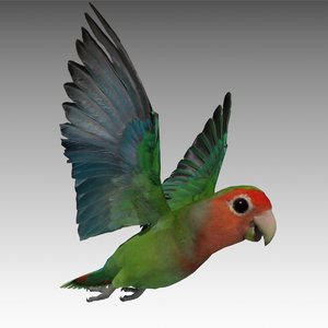 lovebird animations max
