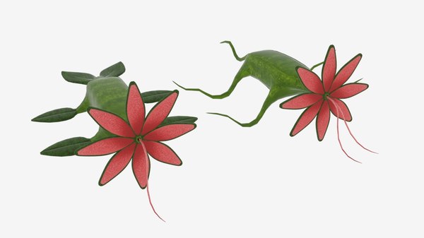 クロールモンスターの花3dモデル Turbosquid