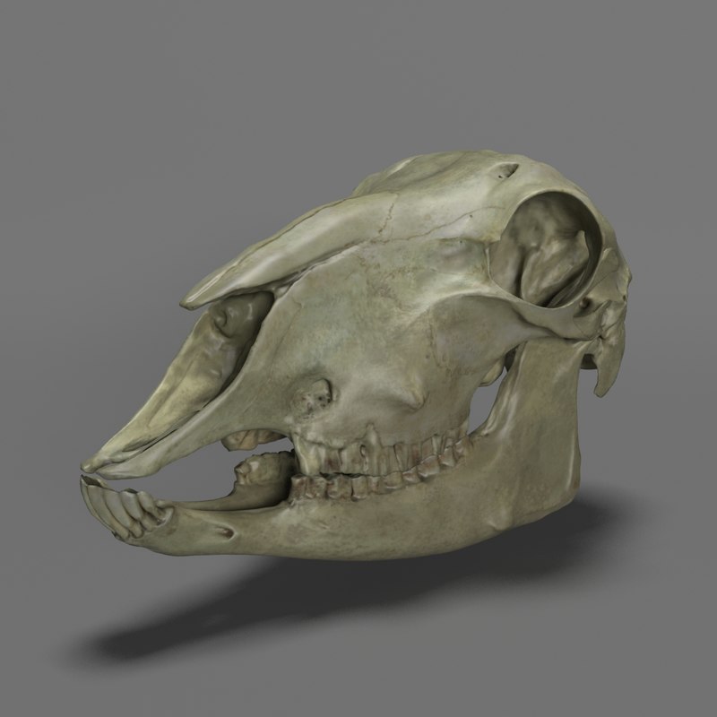 doe skull 3d max