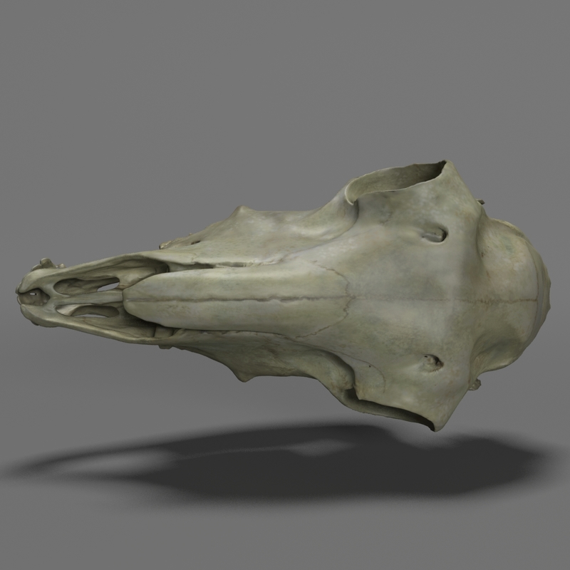 doe skull 3d max