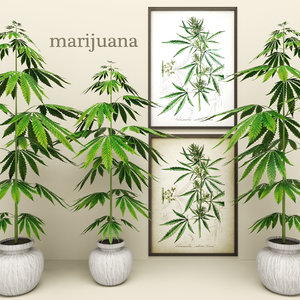 3d model of cannabis