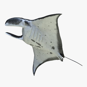 Manta Ray 3d Models For Download Turbosquid