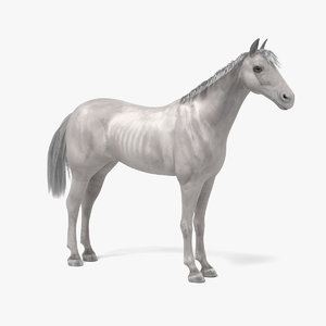 3d white horse
