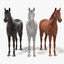 horses white 3d 3ds