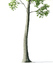 beech tree fagus sylvatica max