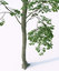 beech tree fagus sylvatica max