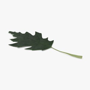 oak-leaves-01---green 3d model
