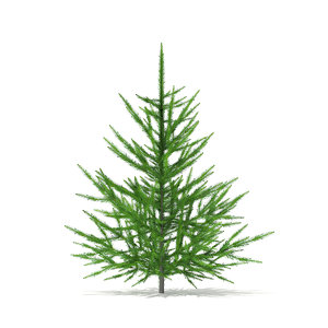 norway spruce picea abies max